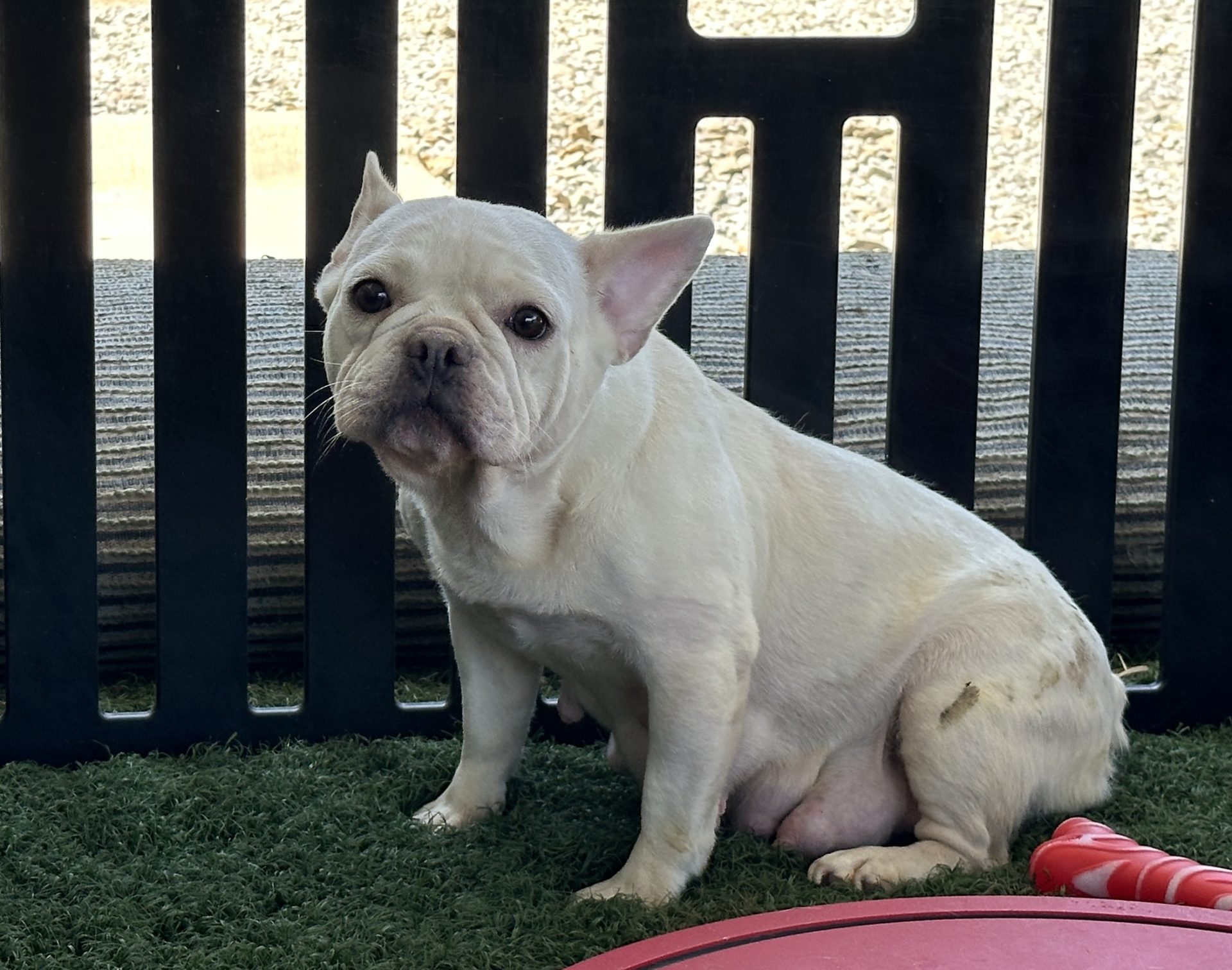 Luan The French Bulldog Mom