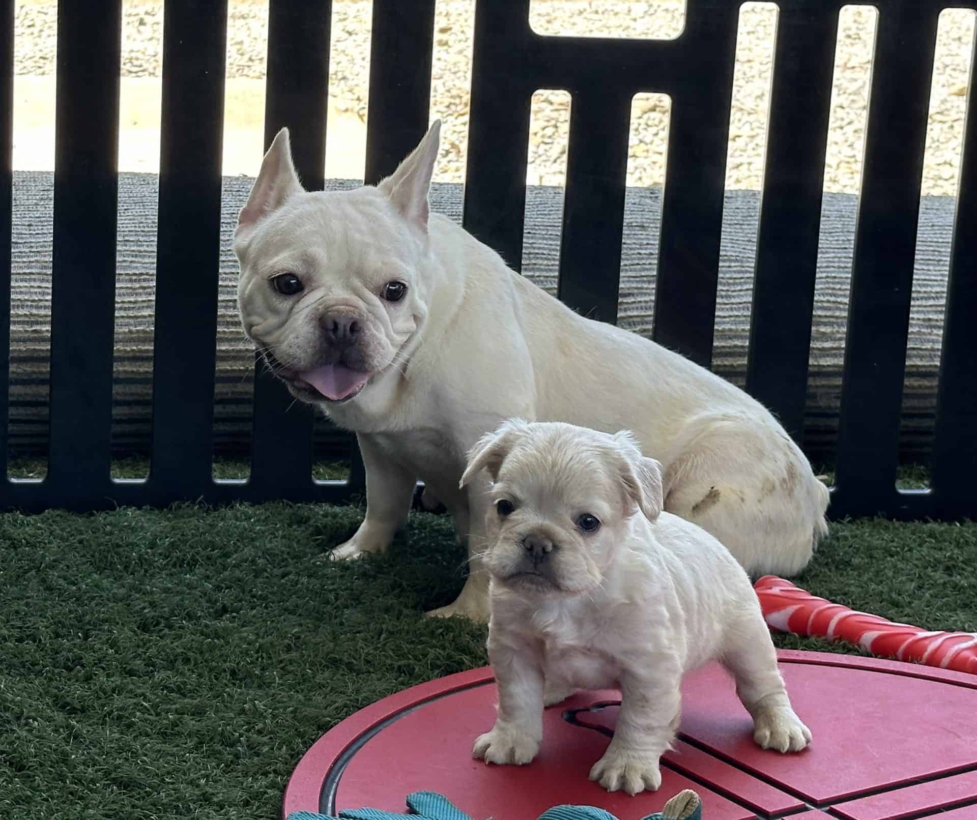 Luan, French Bulldog parent at Serene Valley Frenchies