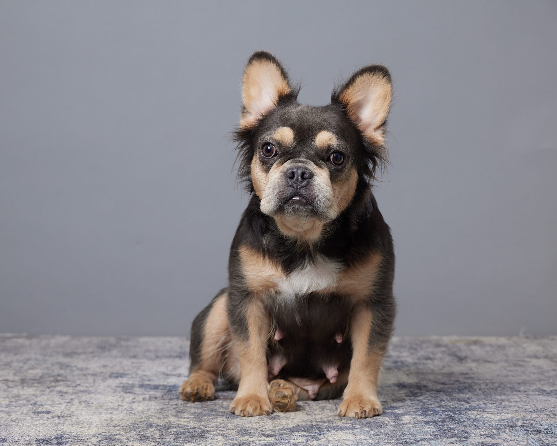 Norma The French Bulldog Mom