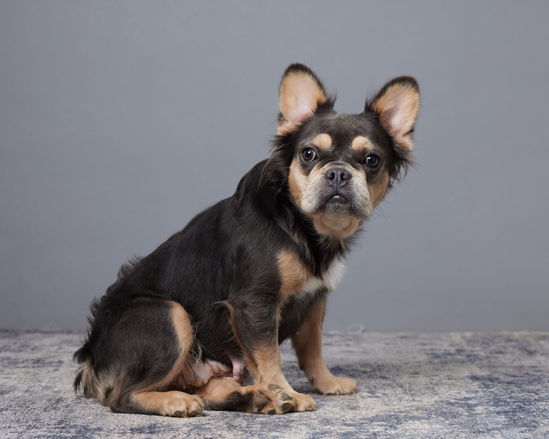 Norma, French Bulldog parent at Serene Valley Frenchies