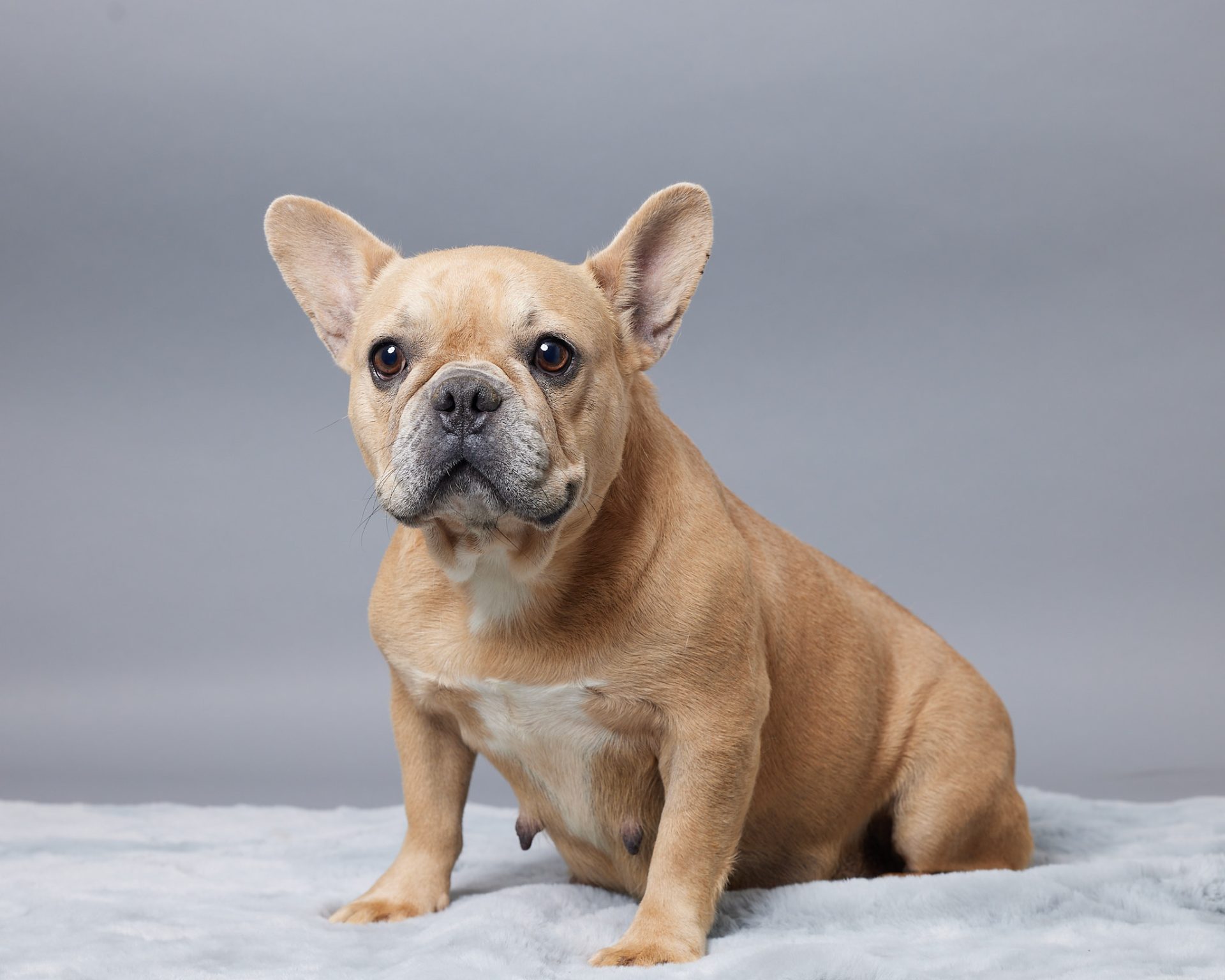 Rose, French Bulldog parent at Serene Valley Frenchies