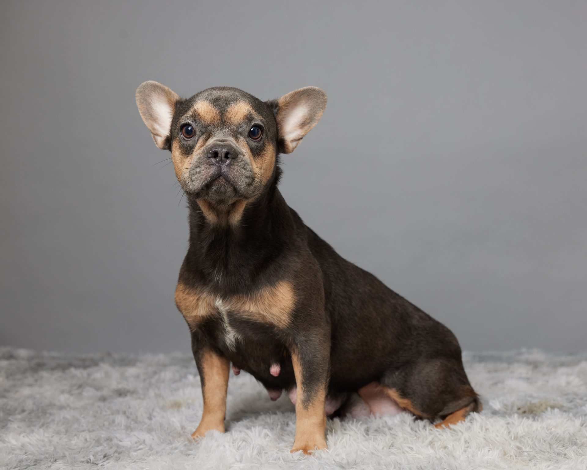 Holly, French Bulldog parent at Serene Valley Frenchies