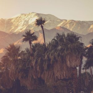 Palm Springs California Panoramic Landscape Warm Violet Colour Graded. Palm Trees and San Bernardino Mountain Range Covered by Snow