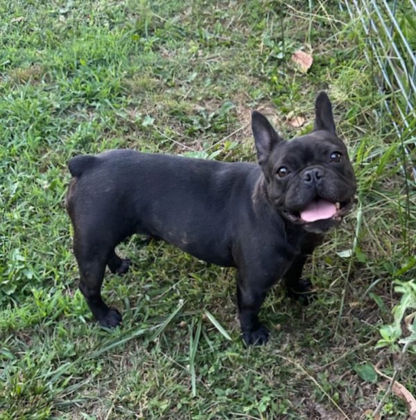 Lily The French Bulldog Mom