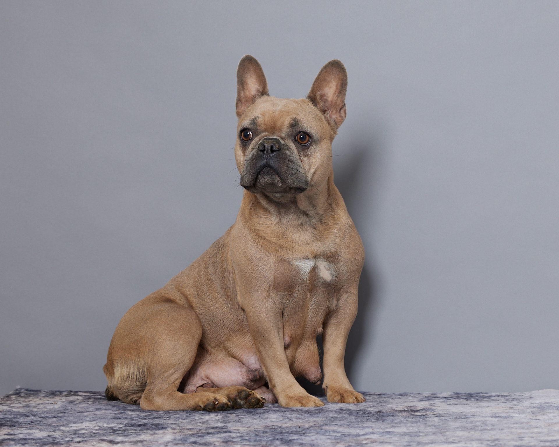 EllyAnna, French Bulldog parent at Serene Valley Frenchies