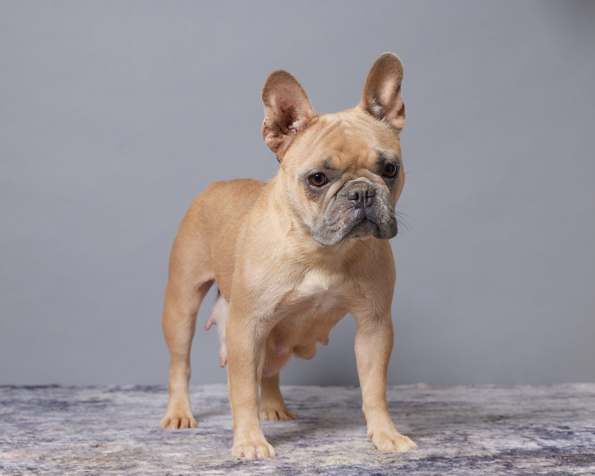 Elnora, French Bulldog parent at Serene Valley Frenchies