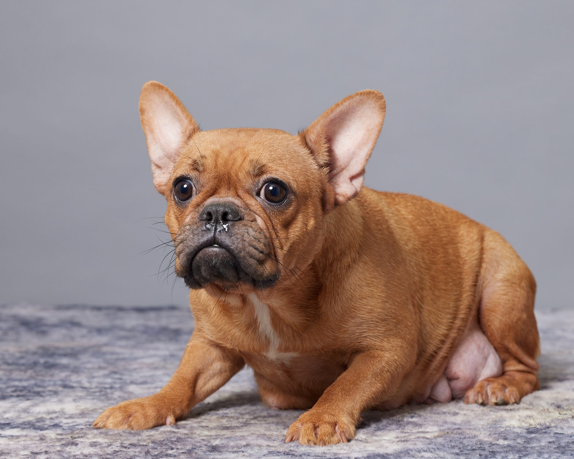 Mary, French Bulldog parent at Serene Valley Frenchies