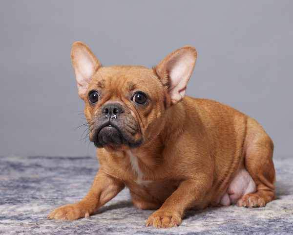 Mary The French Bulldog Mom