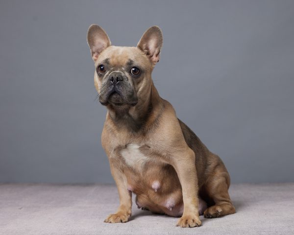 Elaina The French Bulldog Mom