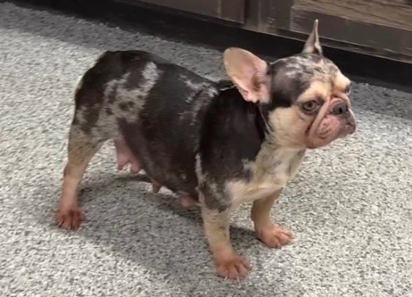 Pixie The French Bulldog Mom
