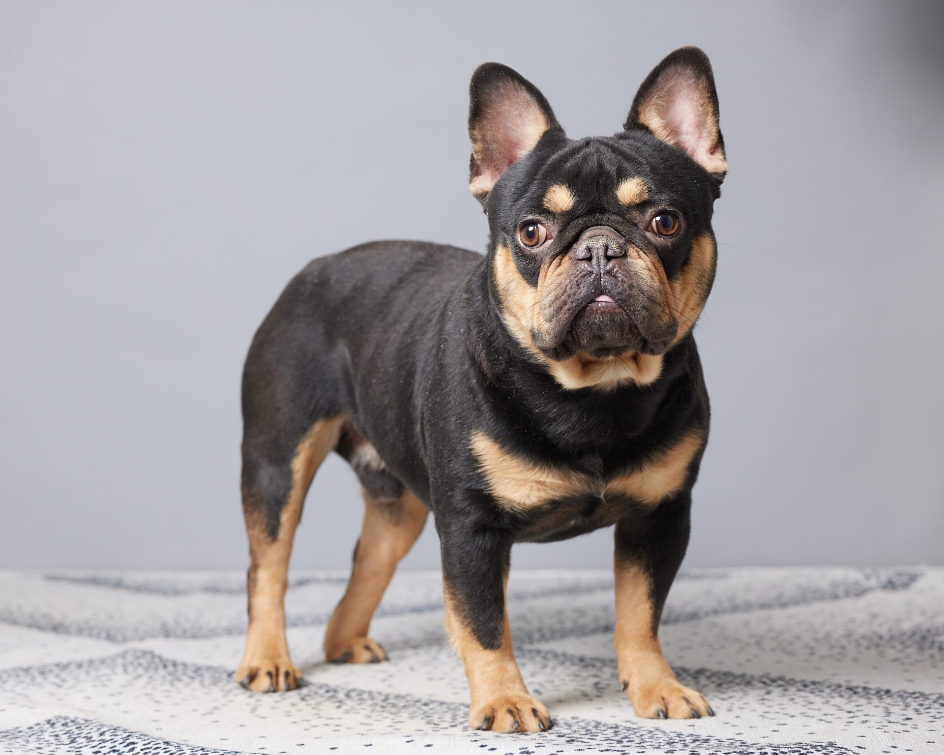 Mr. Samson The French Bulldog Dad