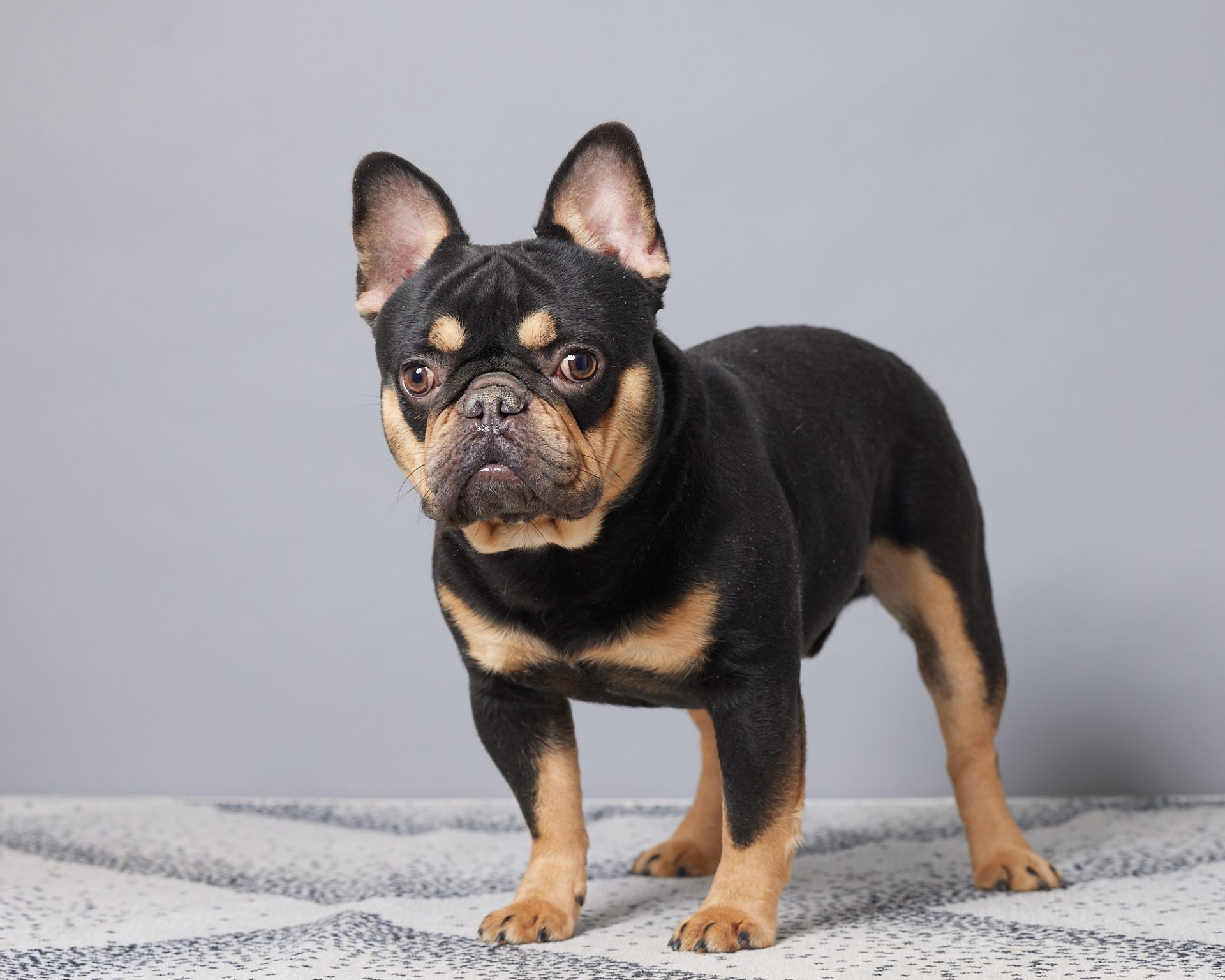 Samson, French Bulldog parent at Serene Valley Frenchies