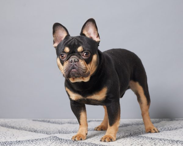 Mr. Samson The French Bulldog Dad