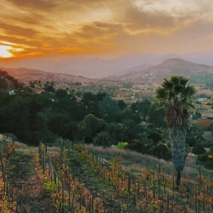 Escondido, California Countryside With Vineyard