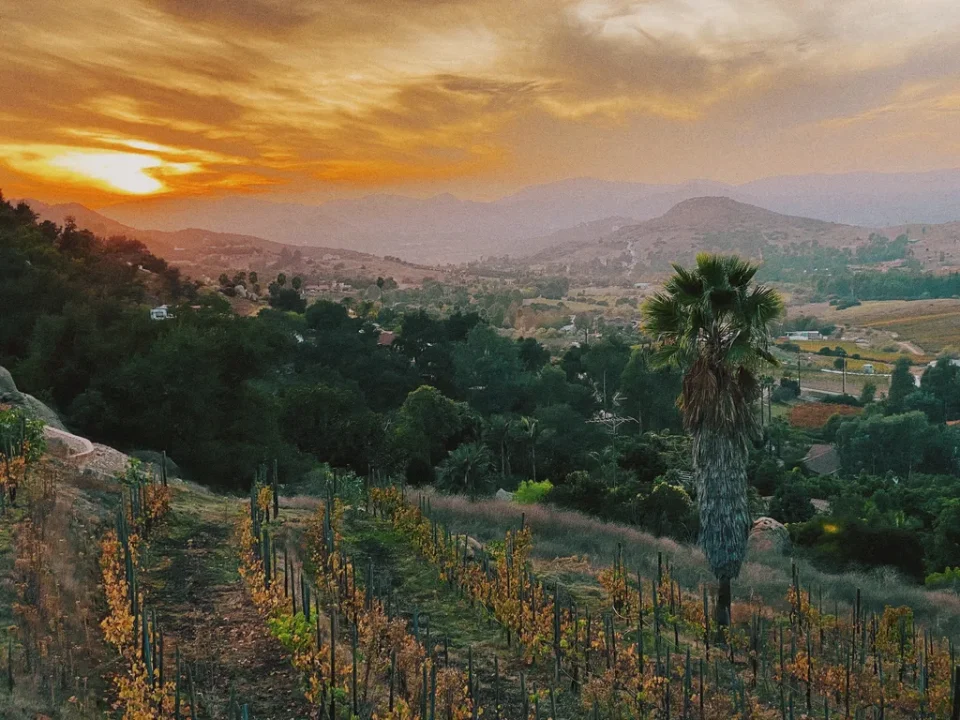 Escondido, California Countryside With Vineyard