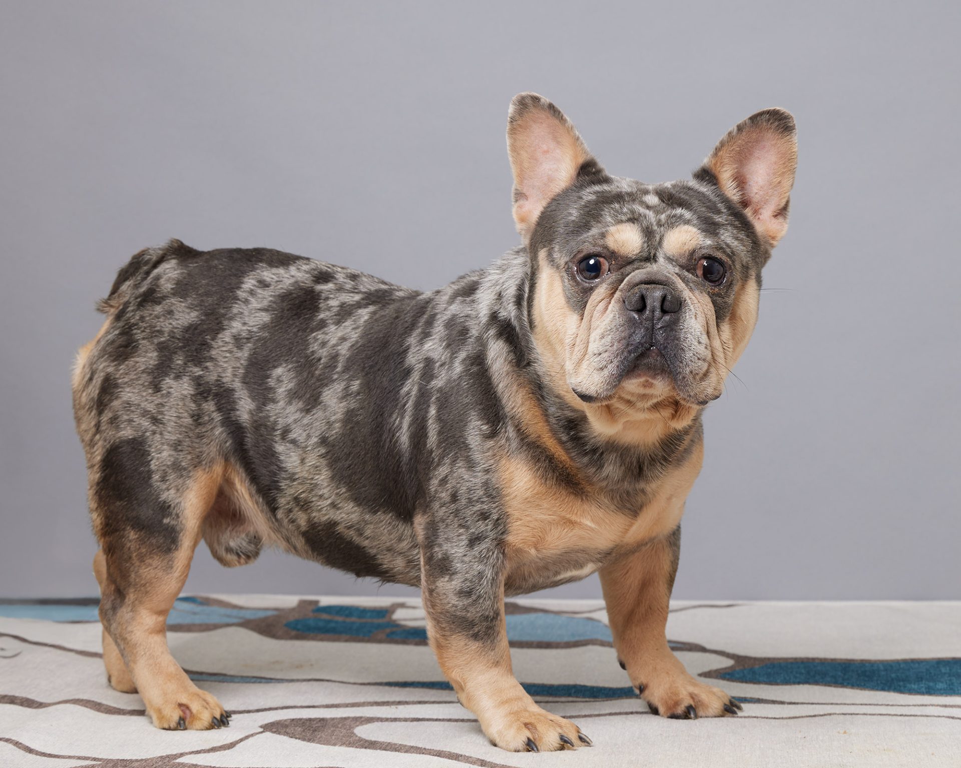 Joker, French Bulldog parent at Serene Valley Frenchies