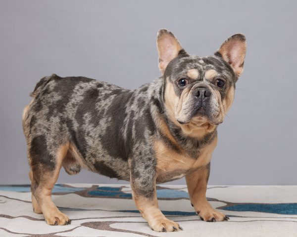 Mr. Joker The Merle French Bulldog Dad