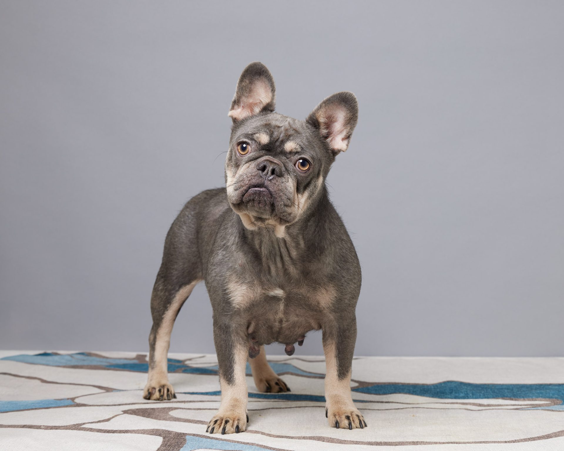 Regina, French Bulldog parent at Serene Valley Frenchies