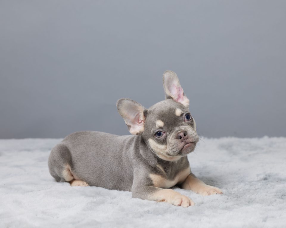 Finley - Image 3