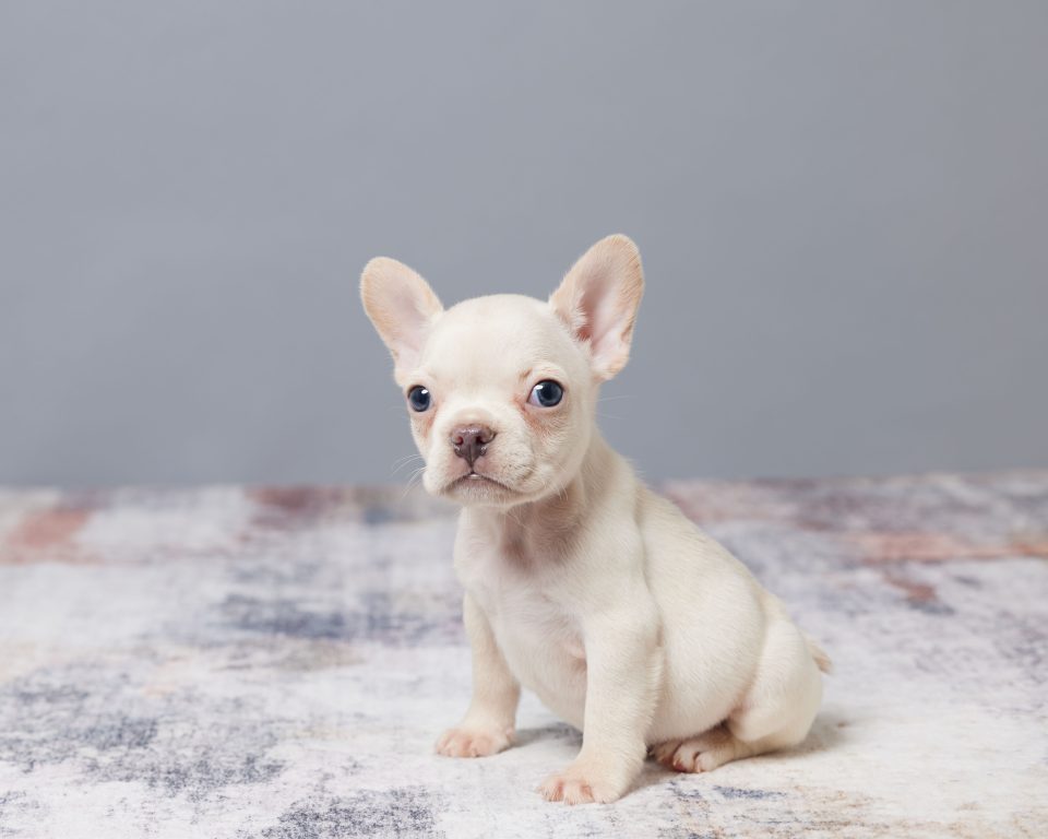 Ivory - Image 2