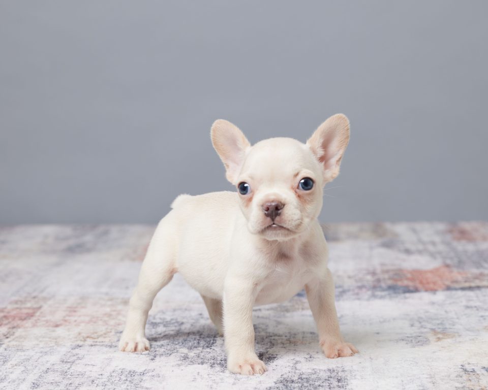 Ivory - Image 4