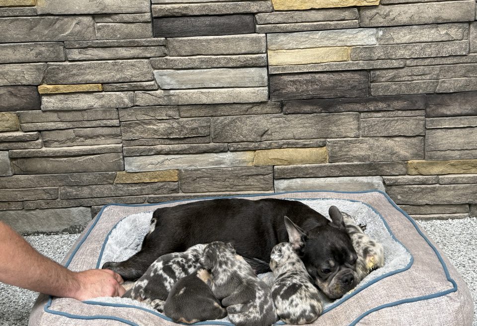 New Litter from Lexi & Rolex