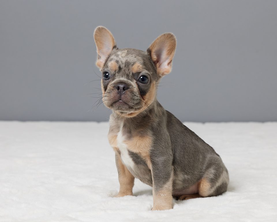 Jagger - Image 5