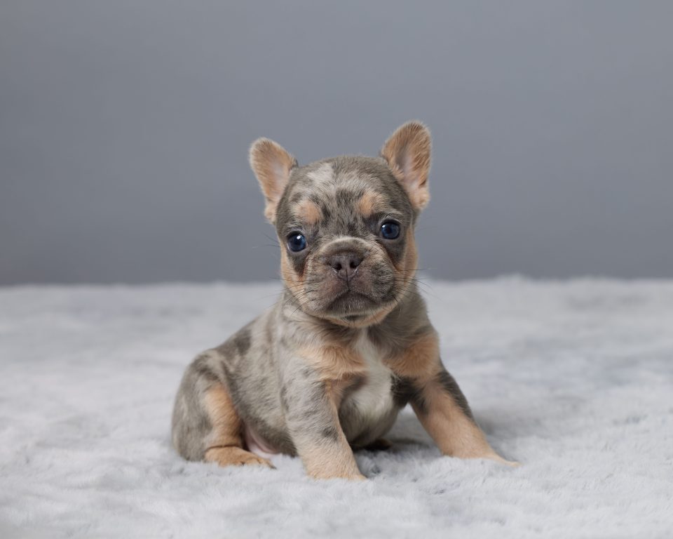 Jagger - Image 5