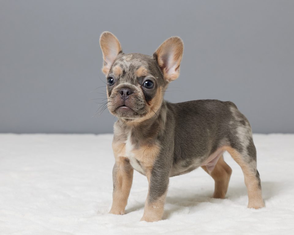 Jagger - Image 2