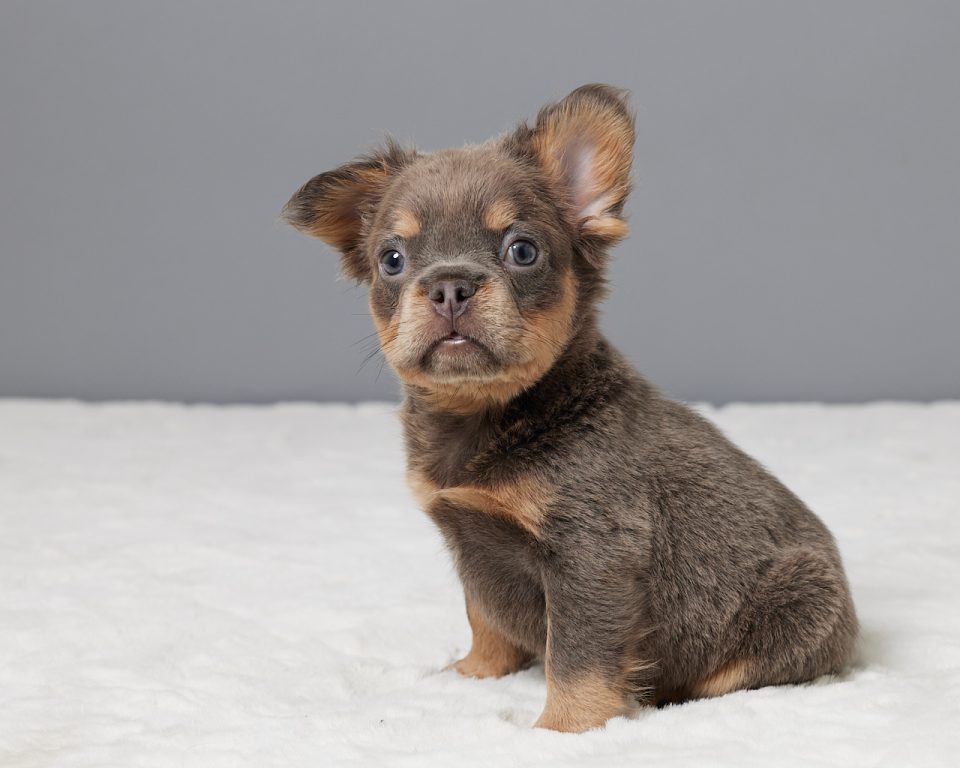 Loki - Image 5