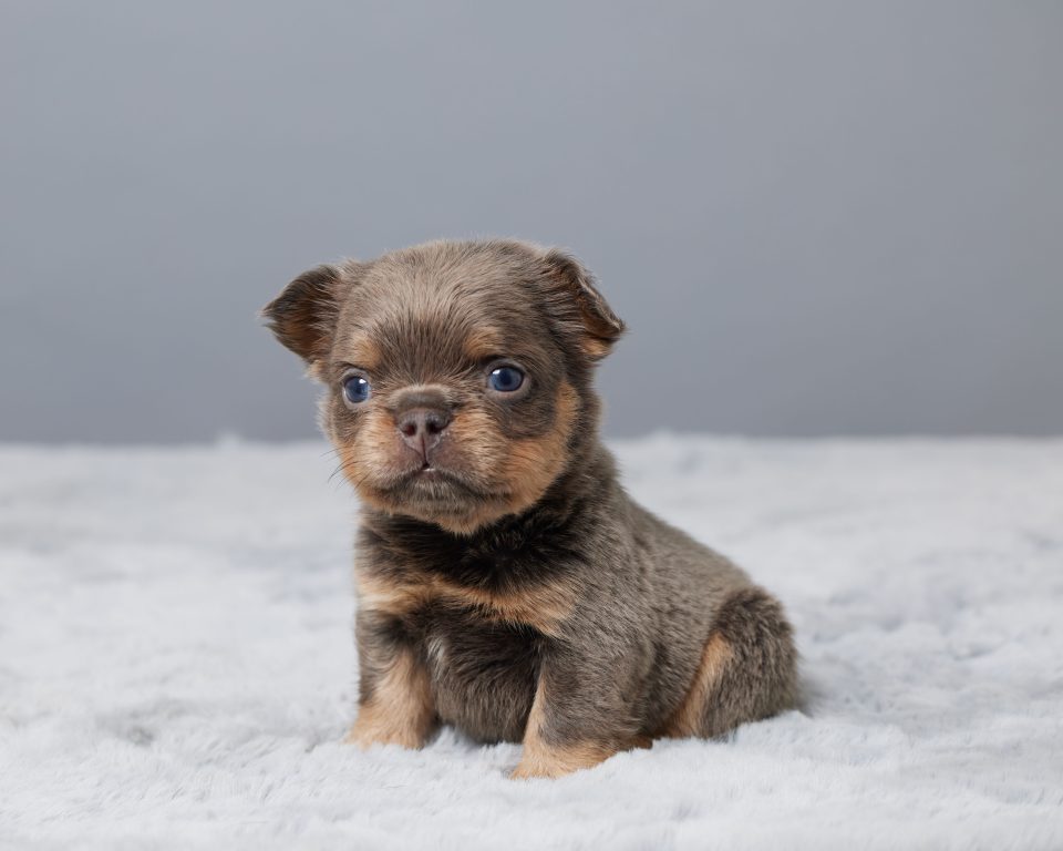 Loki - Image 2