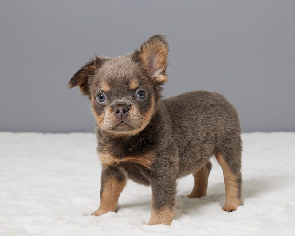 Loki - Image 2