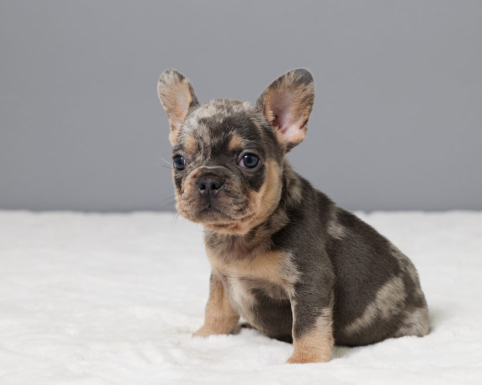 Millie - Image 5