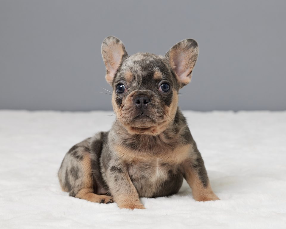 Millie - Image 4