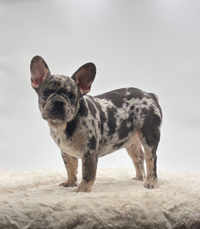 Mable