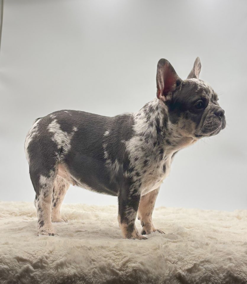 Mable - Image 3