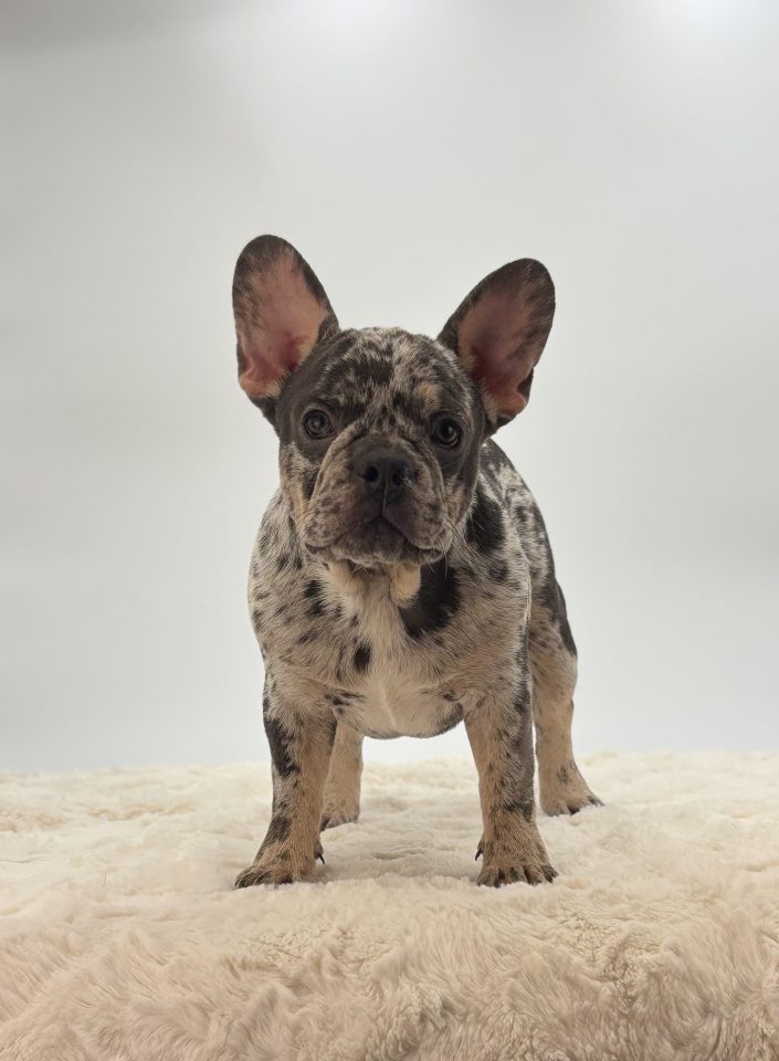 Mable - Image 4