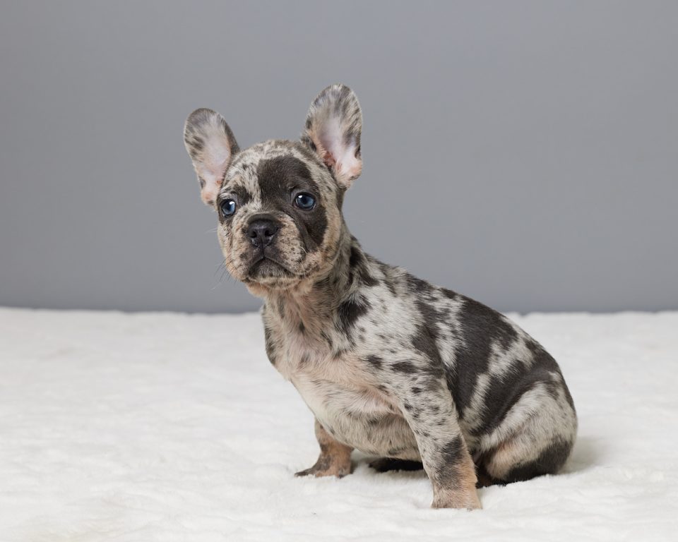 Mocha - Image 5