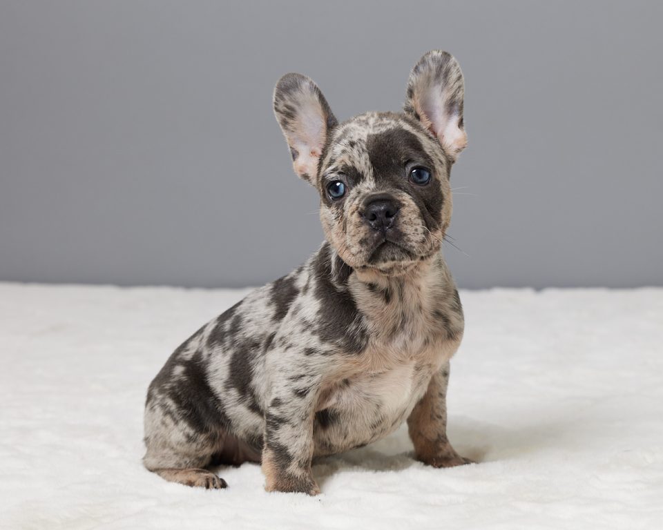 Mocha - Image 4