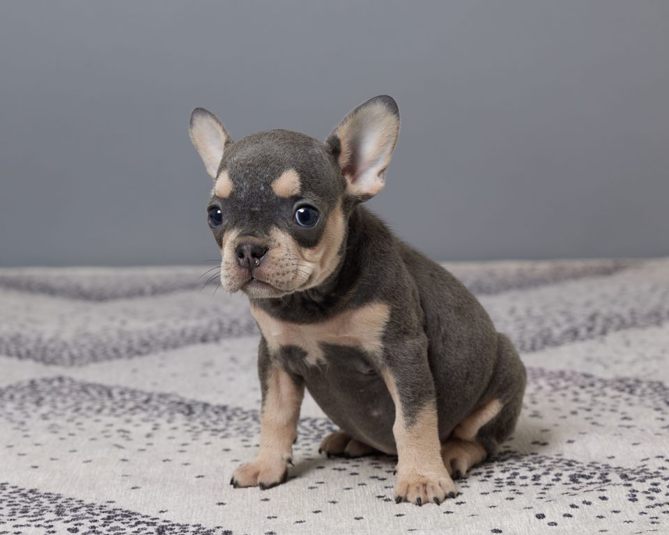 Percy - Image 2