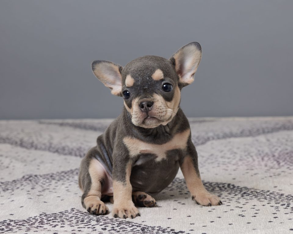 Percy - Image 3