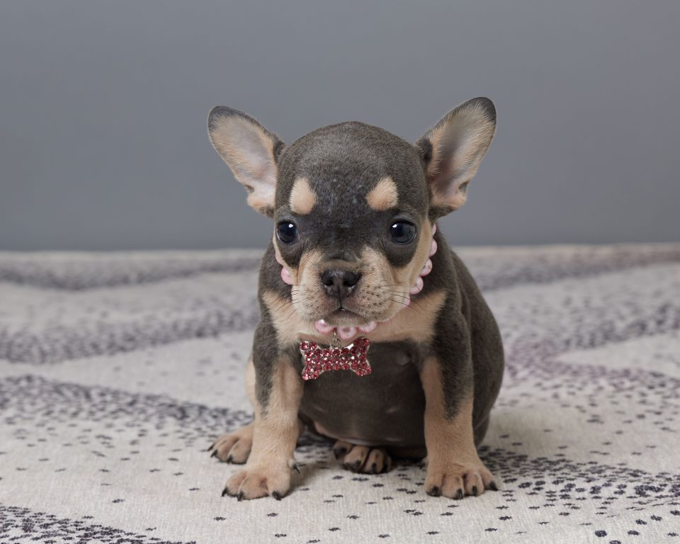 Percy