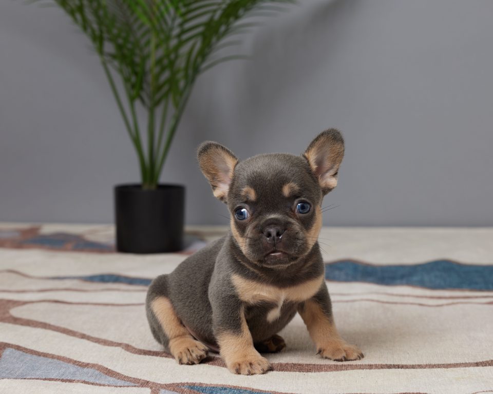 Remy - Image 2