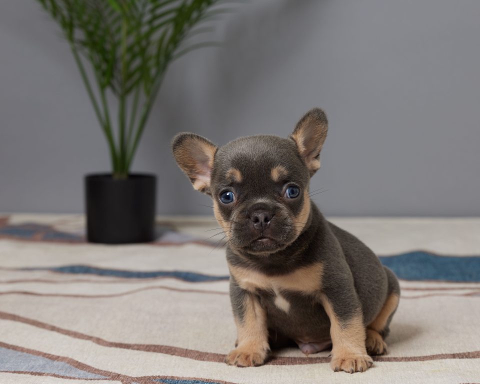 Remy