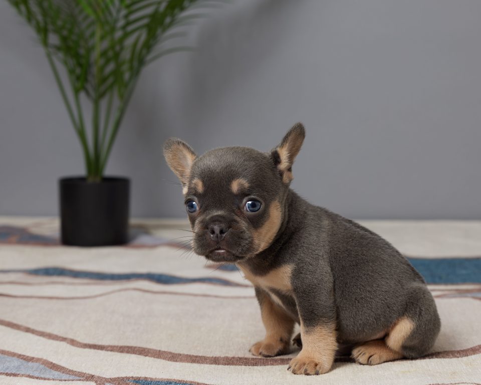 Remy - Image 3