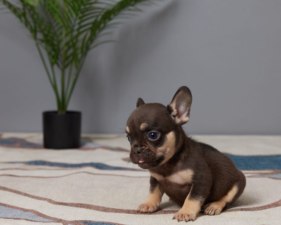 Rocco - Image 2