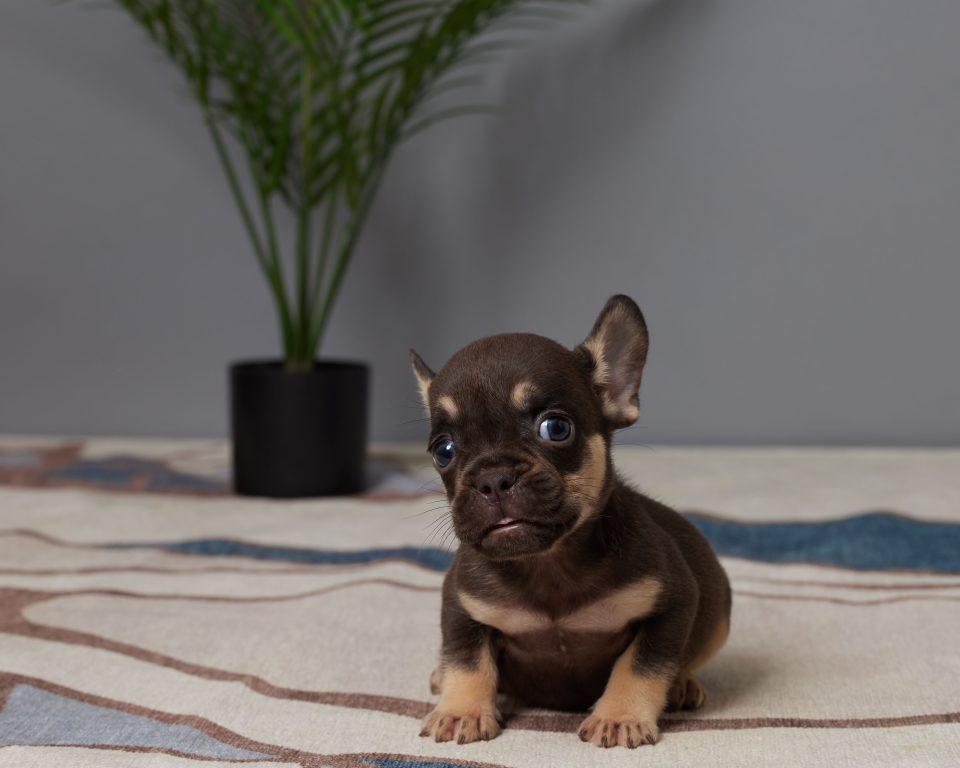 Rocco