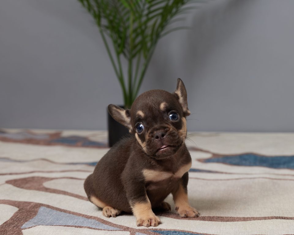 Rocco - Image 3