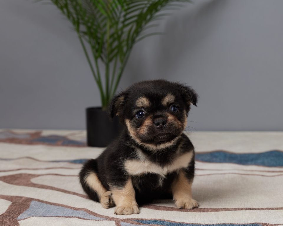 Roxy - Image 2