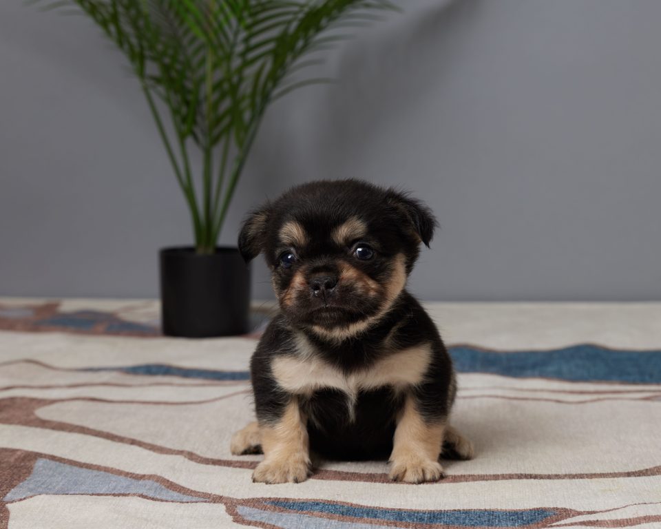 Roxy
